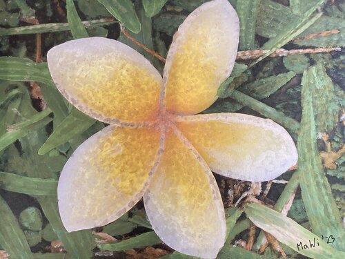 Frangipani von Marta Widowitz, Malerei kaufen auf Singulart