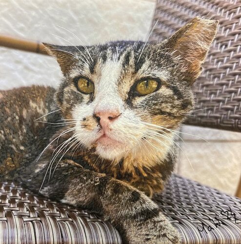 Die Katze van Marta Widowitz, Schilderij te koop op Singulart