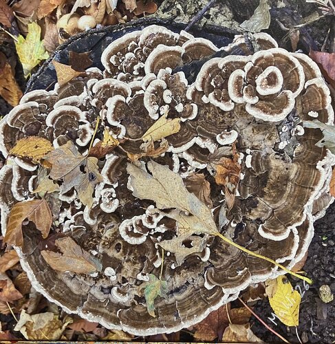 Waldspirale by Marta Widowitz, 絵画 for Sale on Singulart
