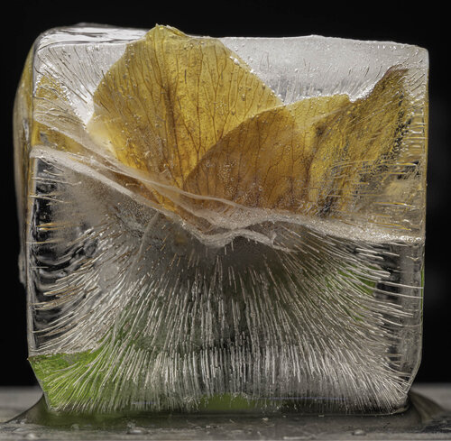 Hellebore Flower in Ice Cube by Marius Grose, Photography for Sale on Singulart