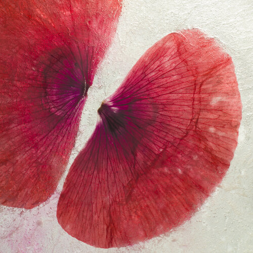 Poppy Petals In Ice de Marius Grose, Fotografía a la venta en Singulart