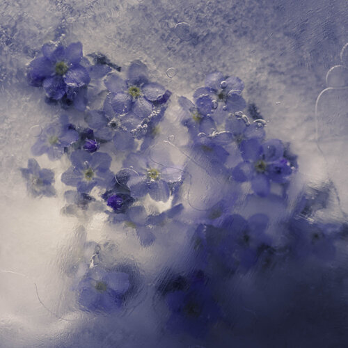 Forget-Me-Not Flowers in Ice de Marius Grose, Fotografía a la venta en Singulart