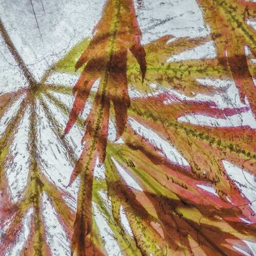 Japanese Maple Leaves In Ice de Marius Grose, Fotografía a la venta en Singulart