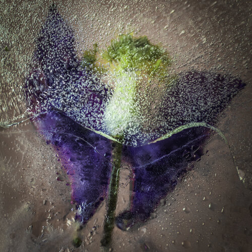 Aquilegia Angel In Ice van Marius Grose, Fotografie te koop op Singulart
