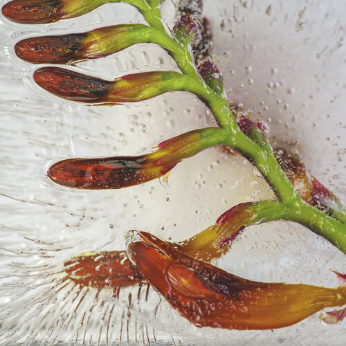 Crocosmia Flower in Ice de Marius Grose, Fotografía a la venta en Singulart