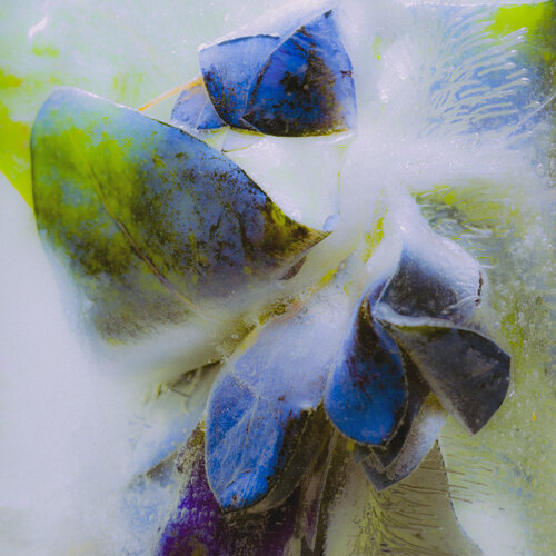 Cerinthe major flower in ice Marius Grose