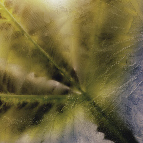 Melanthus Leaf in Ice de Marius Grose, Fotografía a la venta en Singulart