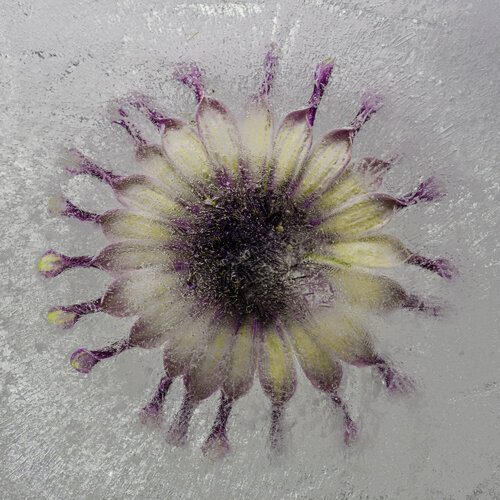 Osteospurmum Flower In Ice de Marius Grose, Fotografía a la venta en Singulart