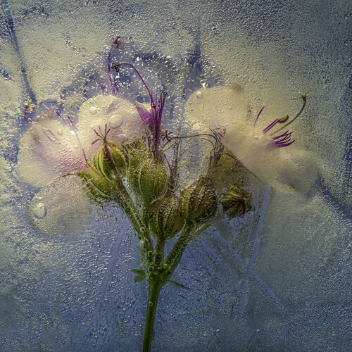 Dalmatian Geranium Flower in Ice Marius Grose
