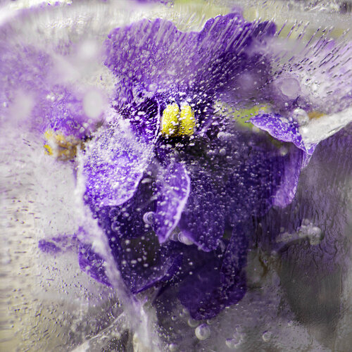 Nemesia in Ice de Marius Grose, Fotografía a la venta en Singulart