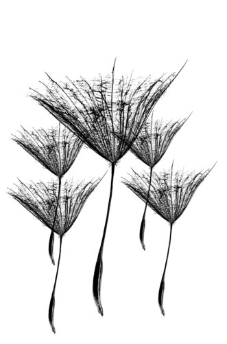 Salsify Seed by Marius Grose, 사진 for Sale on Singulart