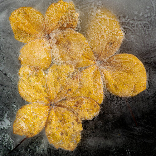 Hydrangea Petals in Ice di Marius Grose, Fotografia in vendita su Singulart