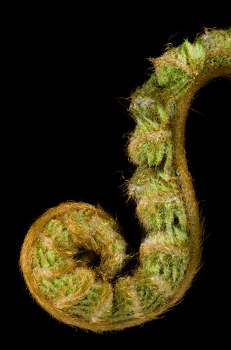 Fern Frond di Marius Grose, Fotografia in vendita su Singulart