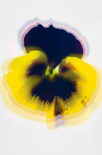 Psycho Pansy di Marius Grose, Fotografia in vendita su Singulart