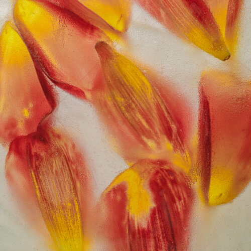 Petals in Ice van Marius Grose, Fotografie te koop op Singulart