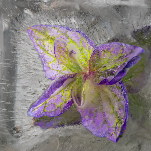 Purple Salvia Flower In An Ice Cube von Marius Grose, Fotografie kaufen auf Singulart