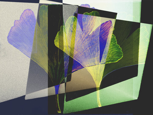 Ginko Leaf Abstract de Marius Grose, Fotografía a la venta en Singulart