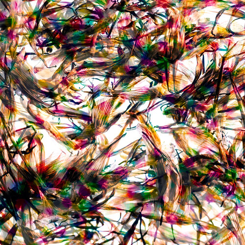 Petals by Marius Grose, Photography for Sale on Singulart