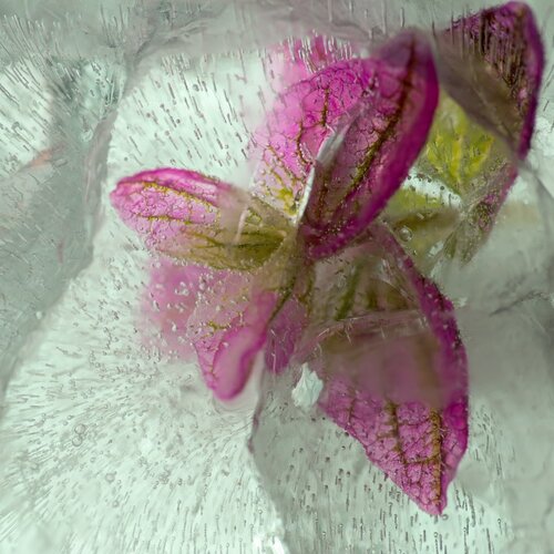 Salvia Flower In An Ice Cube von Marius Grose, Fotografie kaufen auf Singulart