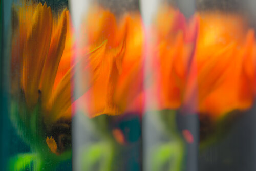 Marigold Reflections de Marius Grose, Fotografía a la venta en Singulart