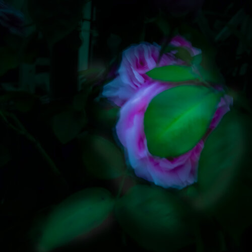 Rose and Leaf di Marius Grose, Fotografia in vendita su Singulart