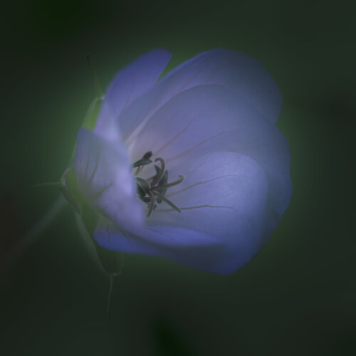 Geranium at Twilight de Marius Grose, Fotografía a la venta en Singulart