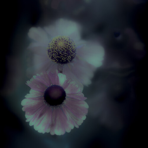 Echinacea Flowers at Twilight di Marius Grose, Fotografia in vendita su Singulart