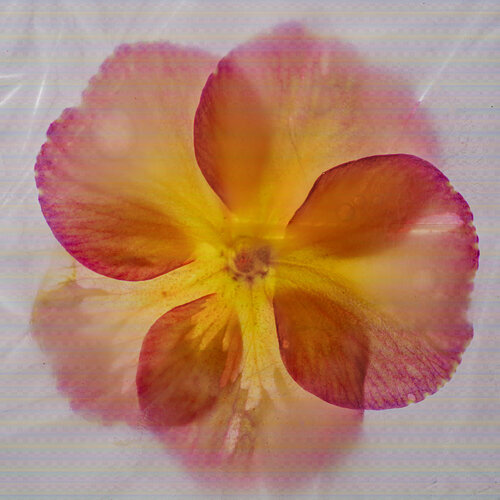 Polyanthus Flower In Ice van Marius Grose, Fotografie te koop op Singulart