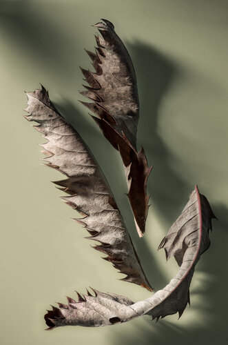 Melianthus Composition by Marius Grose, Photography for Sale on Singulart