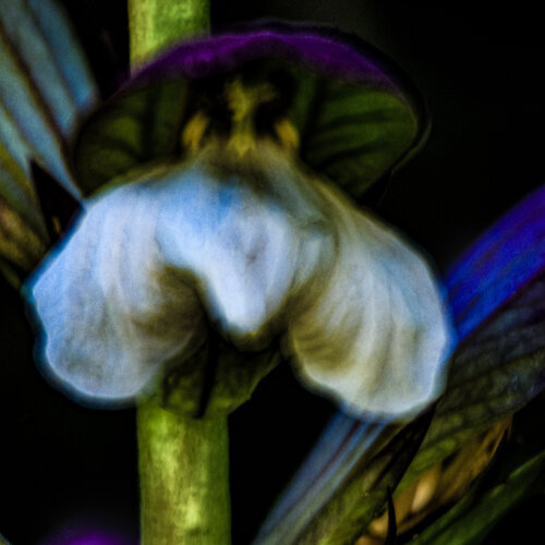 Acanthus mollis by Marius Grose, Photography for Sale on Singulart