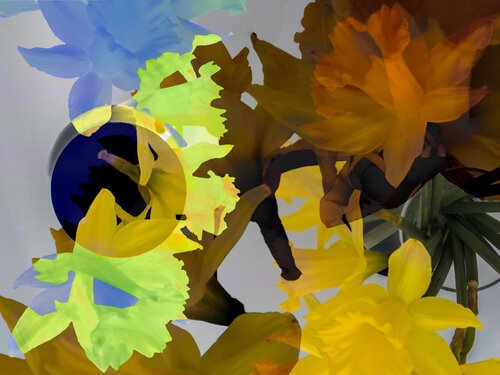 Daffodils by Marius Grose, Photography for Sale on Singulart