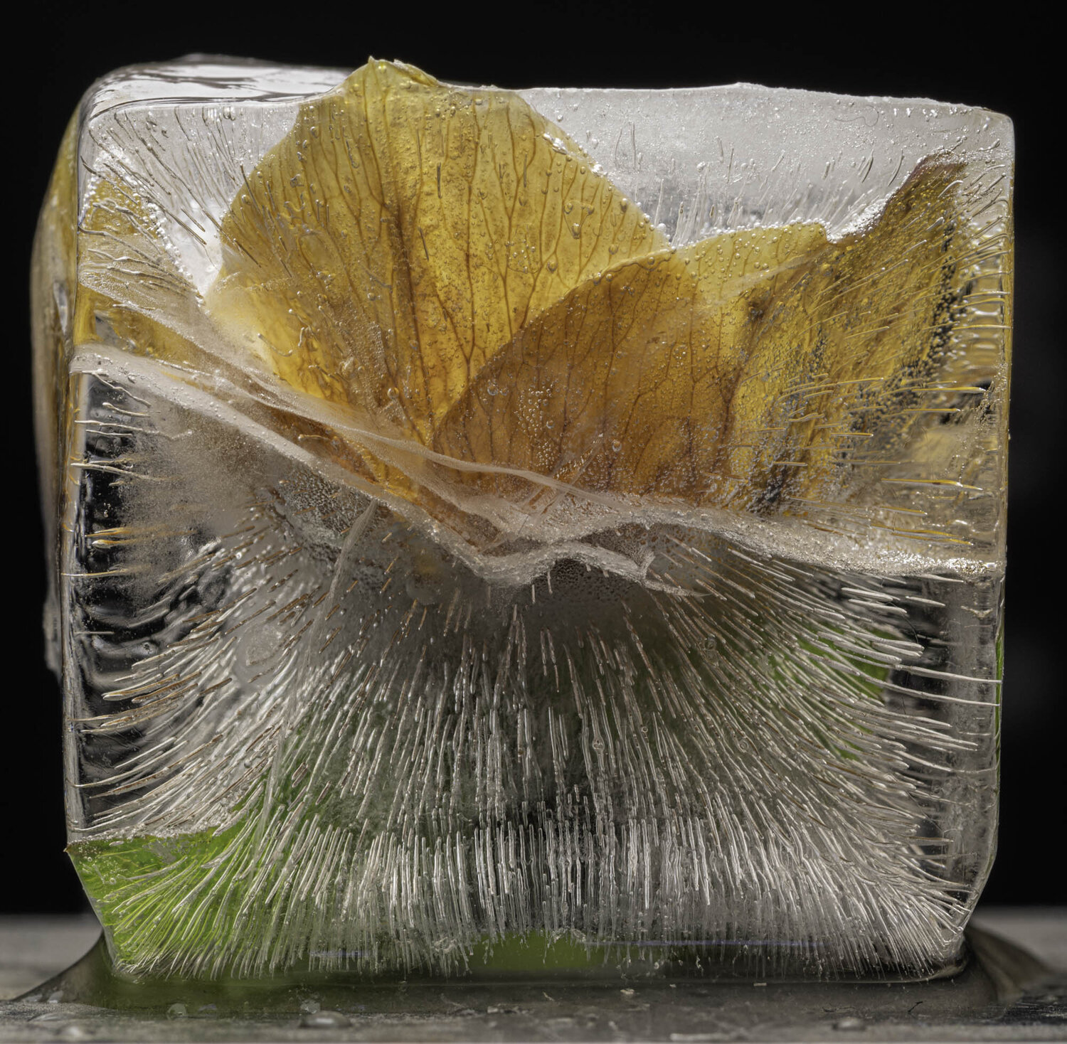 Hellebore Flower in Ice Cube Marius Grose