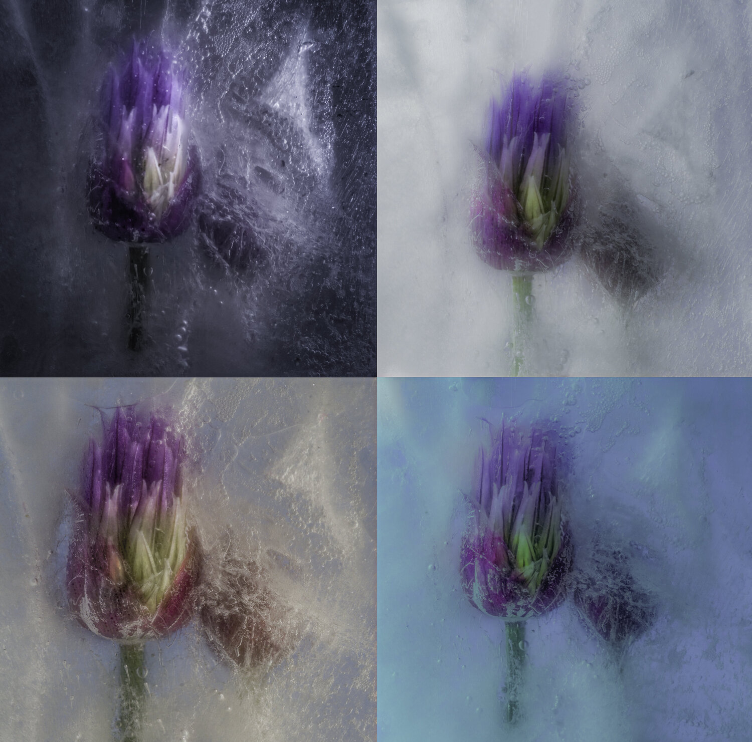 Chive Flowers Quartet Marius Grose