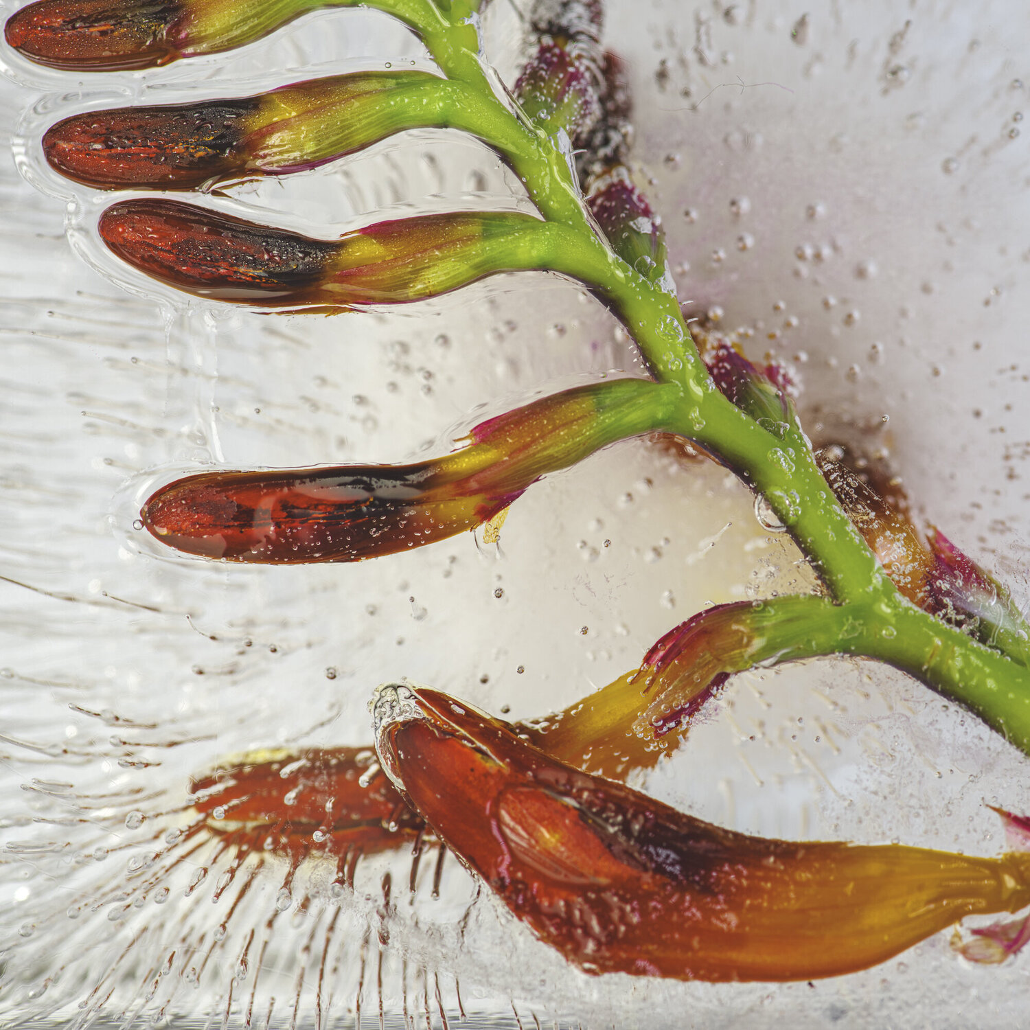 Crocosmia Flower in Ice Marius Grose