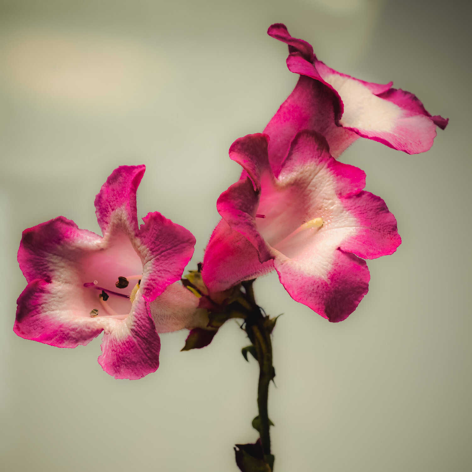 Penstemon Flowers Marius Grose