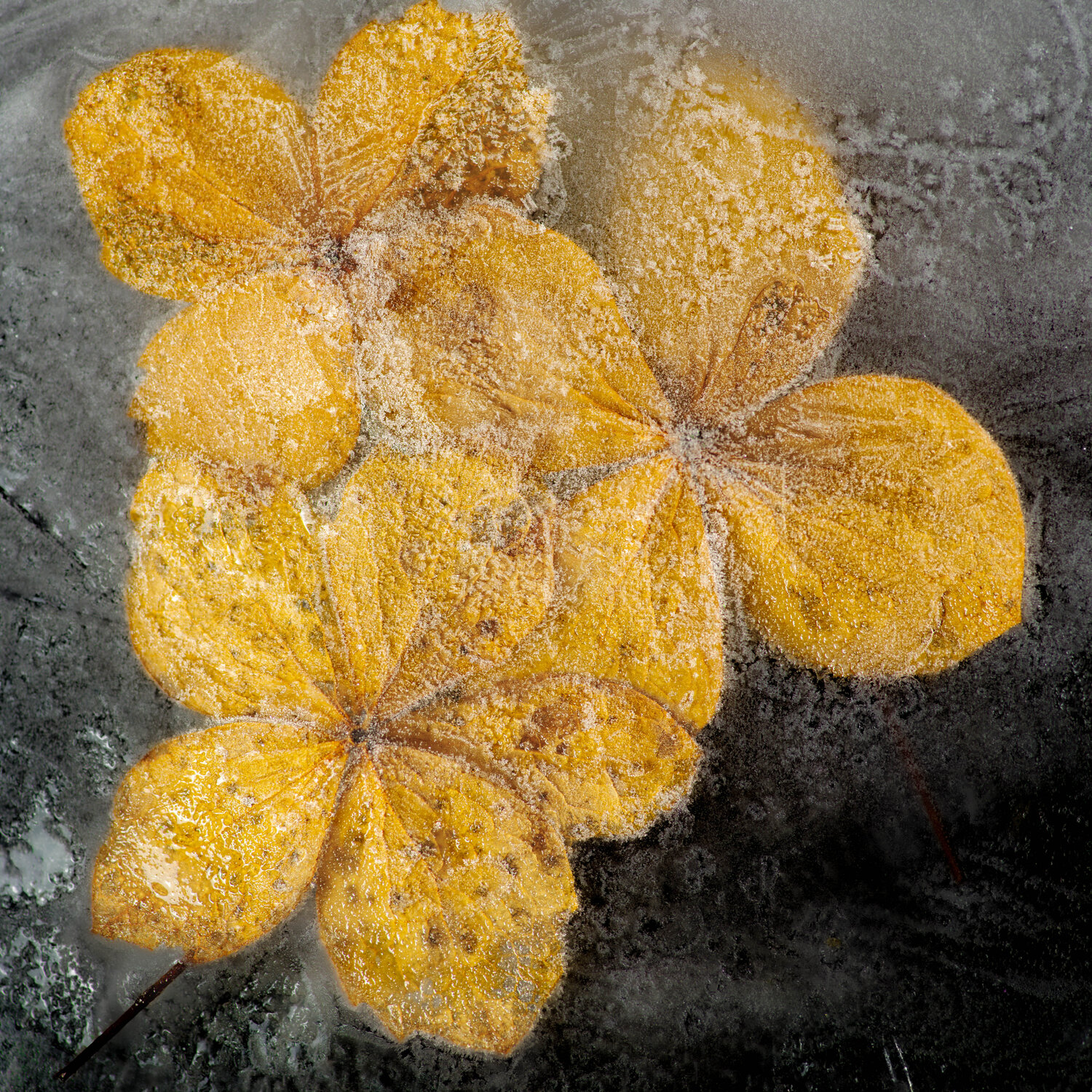 Hydrangea Petals in Ice Marius Grose