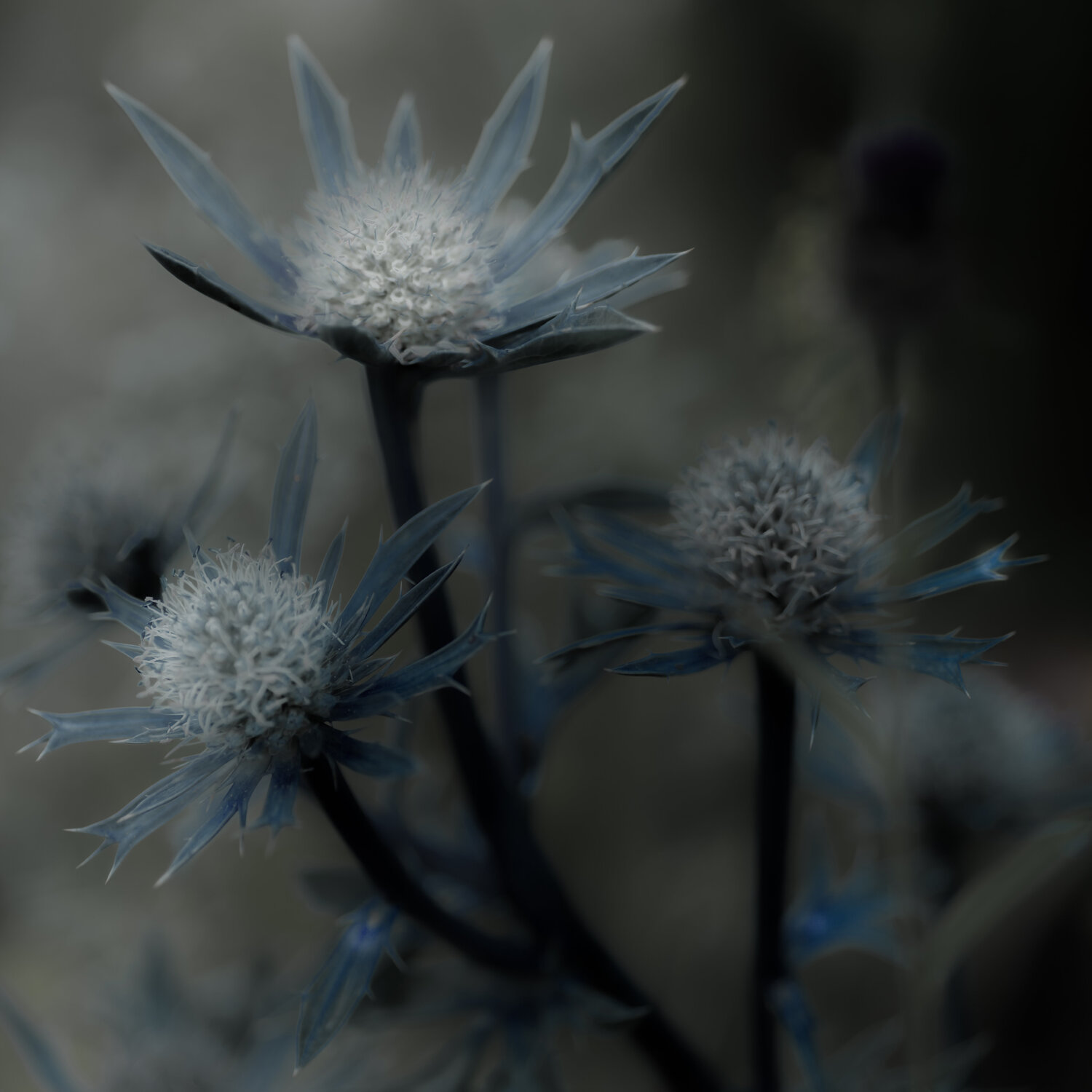 Eryngium In Twilight Marius Grose