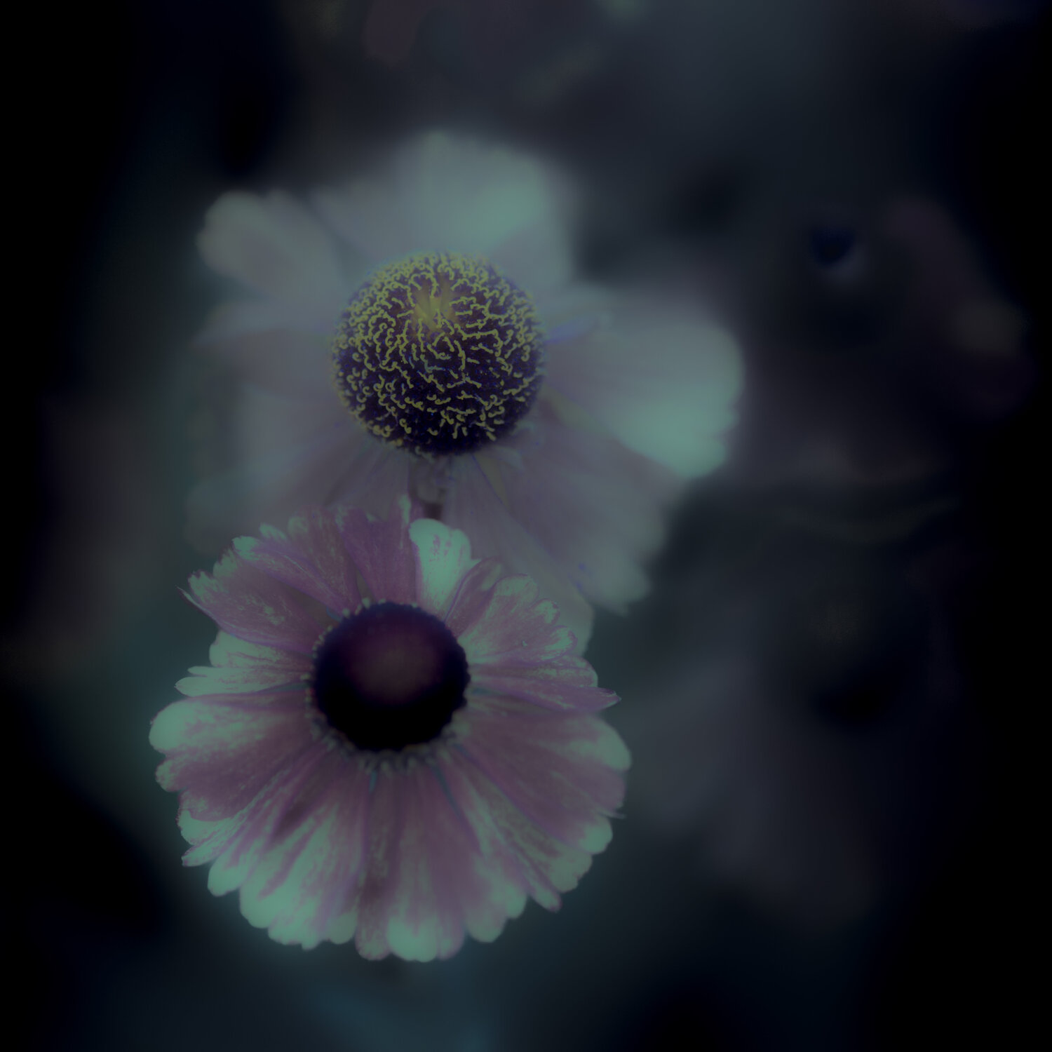 Echinacea Flowers at Twilight Marius Grose