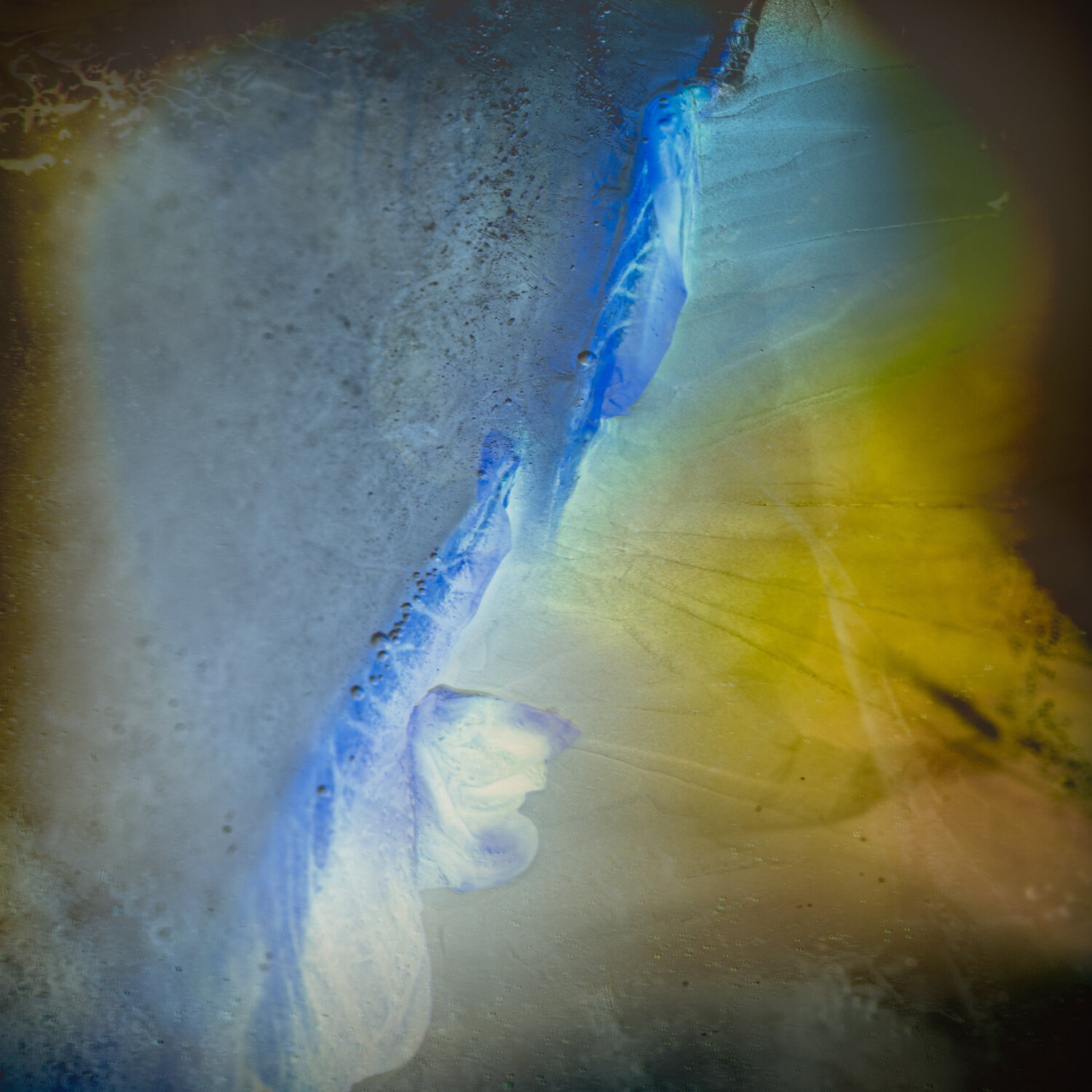 Abstraction from Primula Flower in Ice Marius Grose