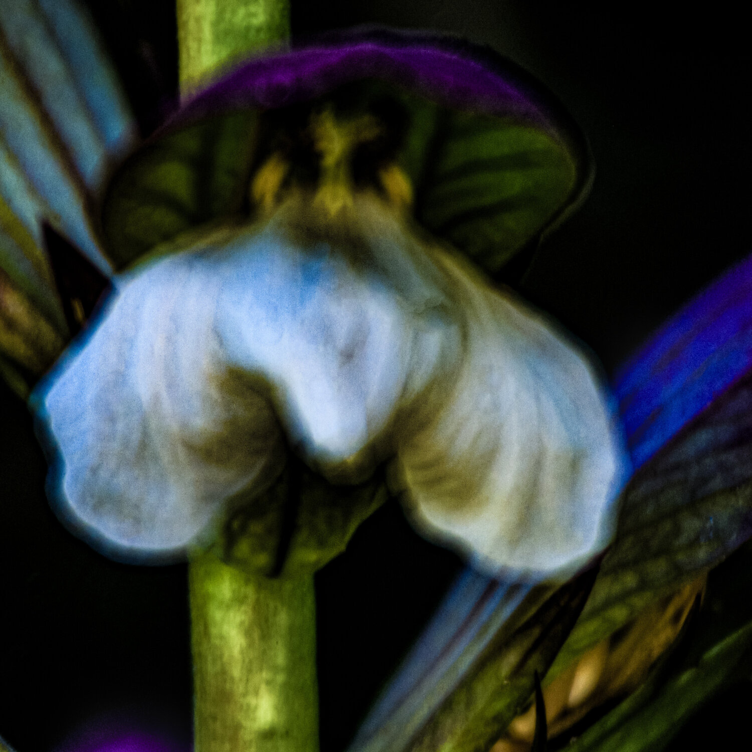Acanthus mollis Marius Grose Photography for sale