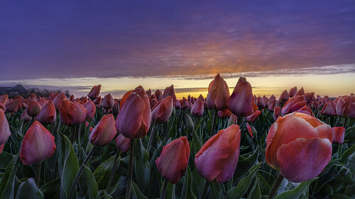 Dew moist on Dutch Tulips at sunrise von Rene Siebring, Fotografie kaufen auf Singulart