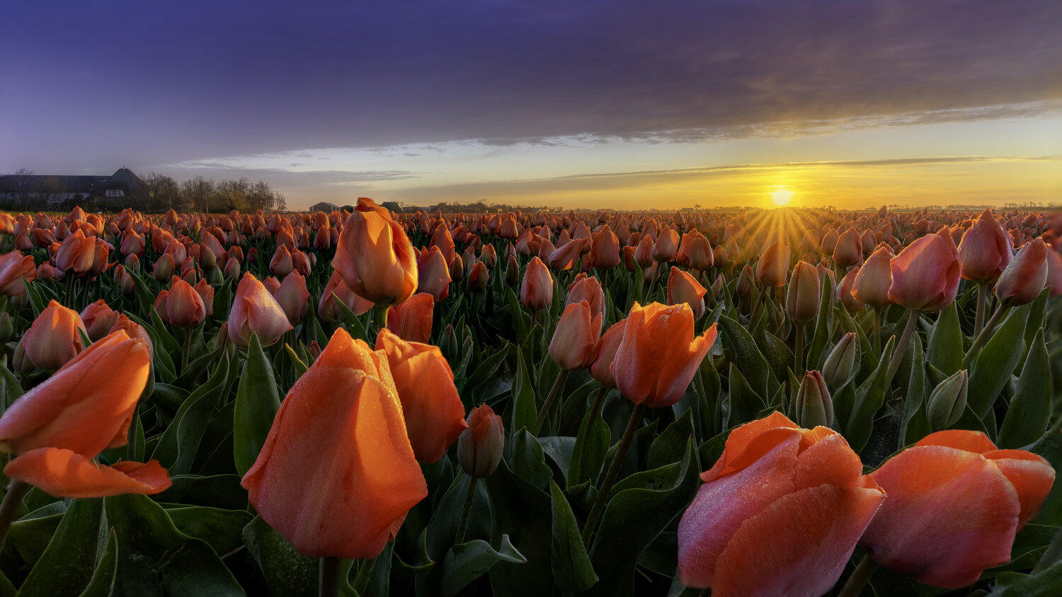Tulip Field in the Netherlands at sunrise Rene Siebring