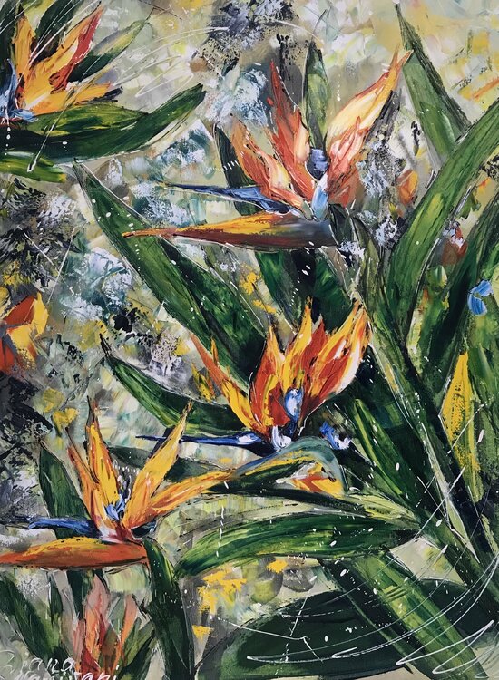 Strelitzia Diana Malivani