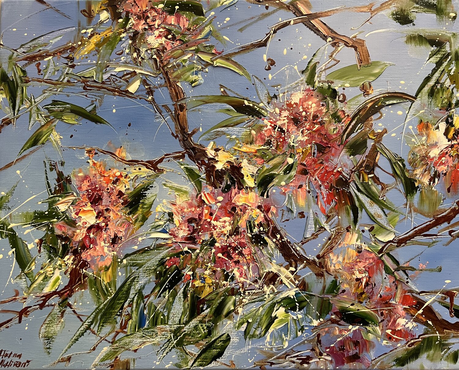 Eucalyptus Diana Malivani