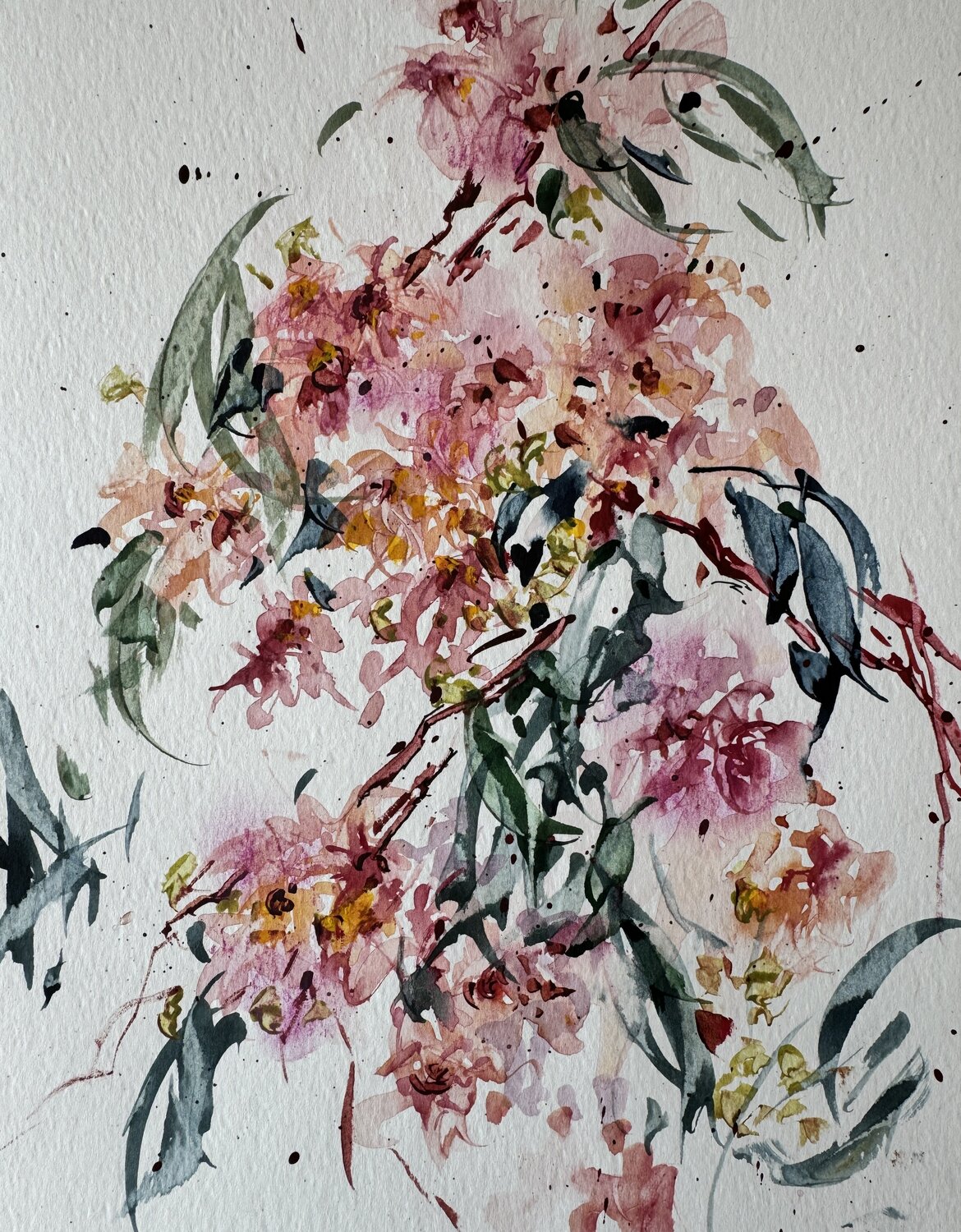 Eucalyptus Diana Malivani