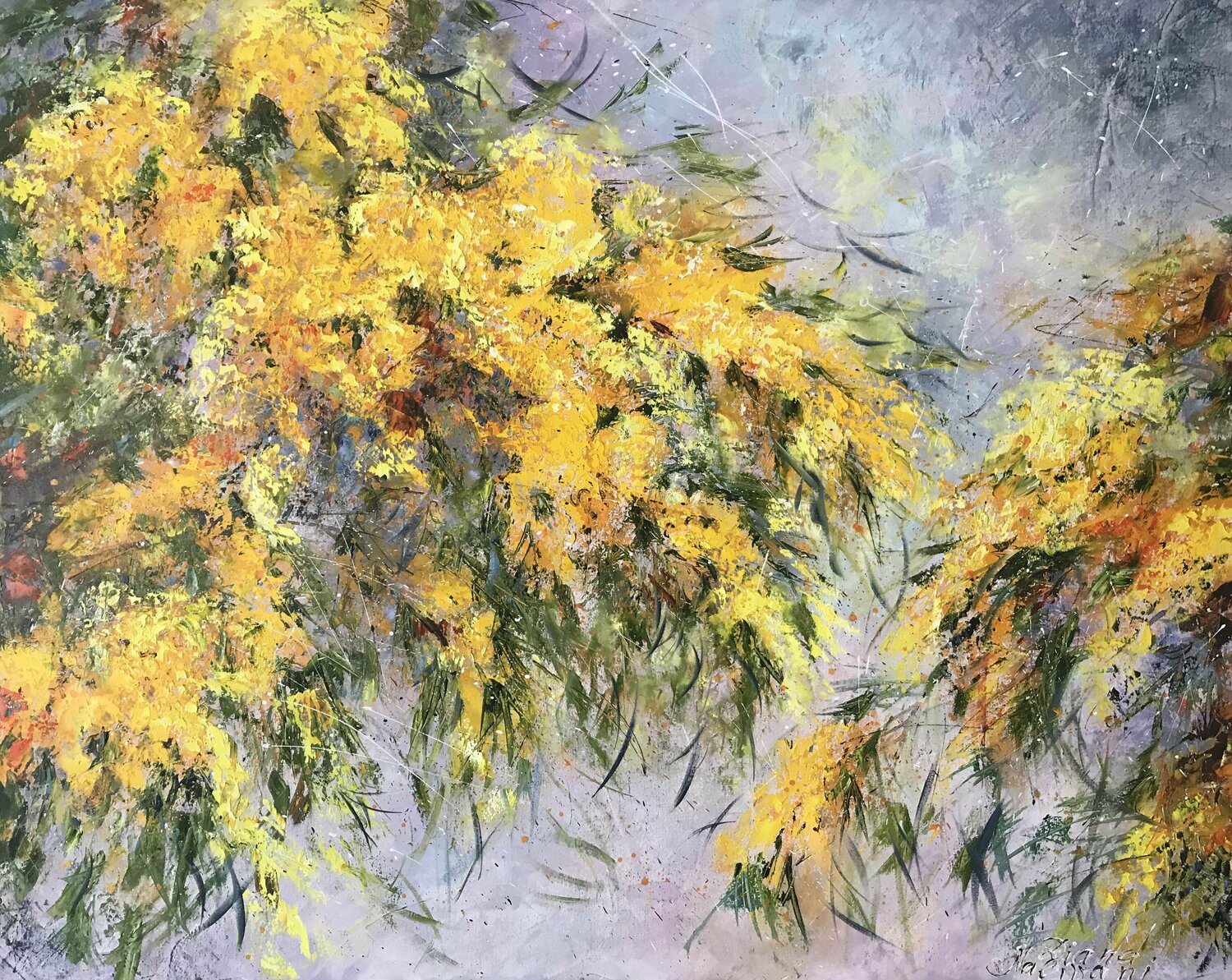 Mimosa Diana Malivani