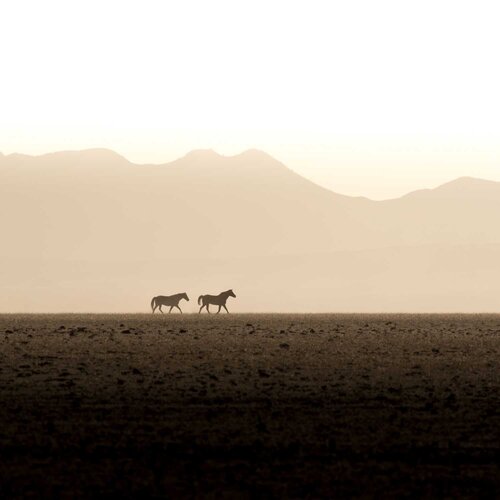 Wild and lonely Michael Kleiser