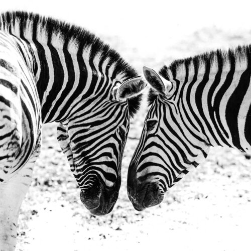 Zuneigung - Affection di Michael Kleiser, Fotografia in vendita su Singulart