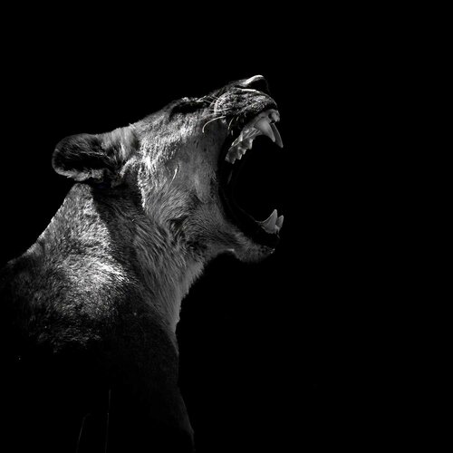Lions head di Michael Kleiser, Fotografia in vendita su Singulart