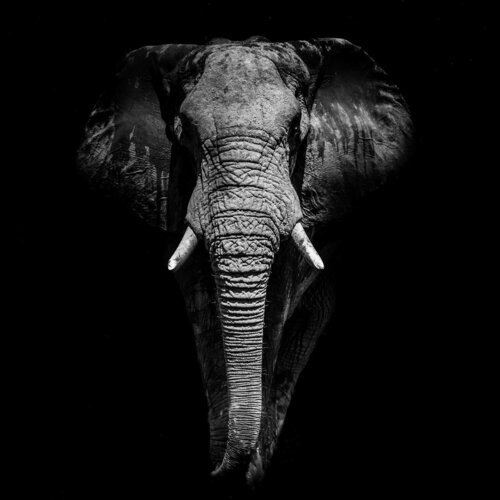 Okavango Elephant di Michael Kleiser, Fotografia in vendita su Singulart